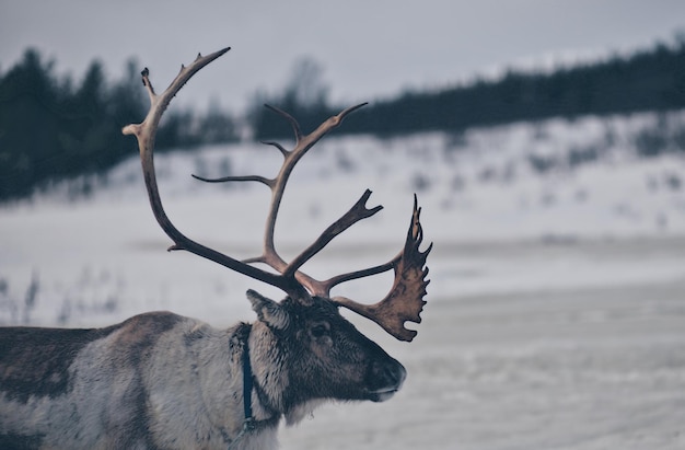 Deer against snow covered field