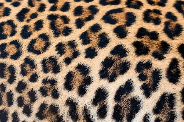 Detail skin of leopard.