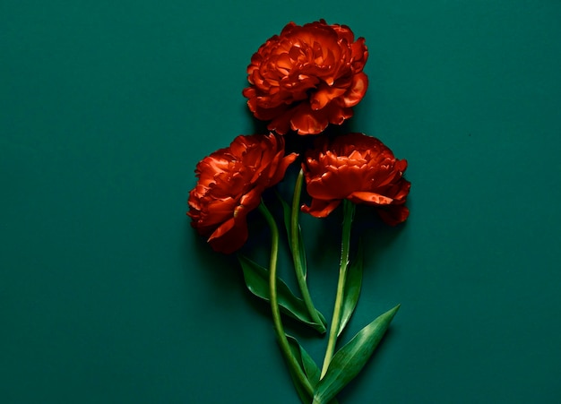 Directly above shot of rose petals against blue background