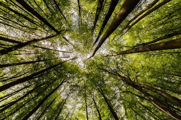 Directly below shot of trees in forest