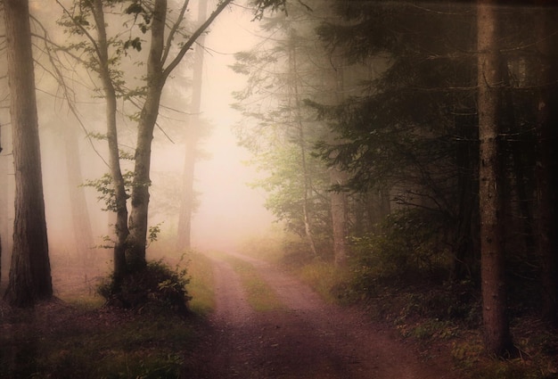 dirt road in forest in foggy weather