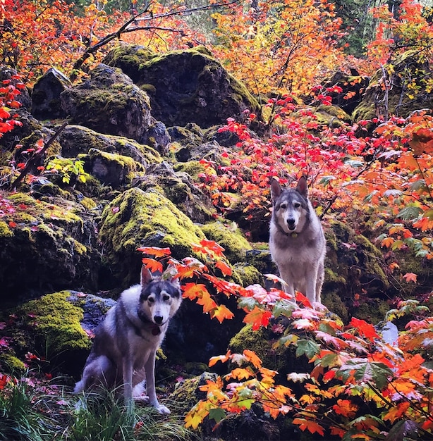Dogs on field in autumn