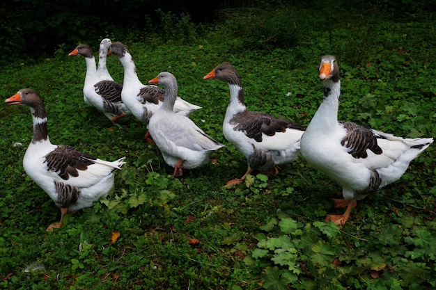 Ducks walking in forest
