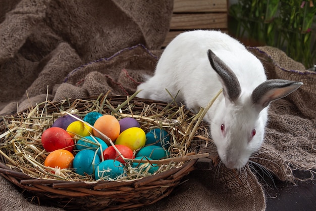 Easter cute bunny with basket of colored eggs on burlap background