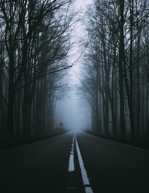 Empty road along bare trees