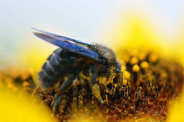 Extreme close-up of insect pollinating flower