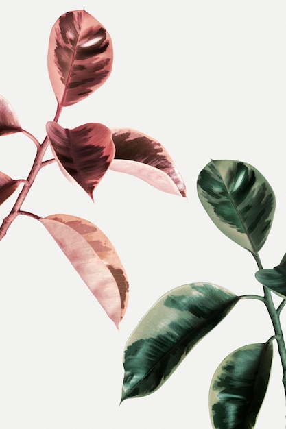 faded effect on an indian rubber plant