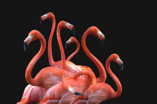 Flamingoes against black background