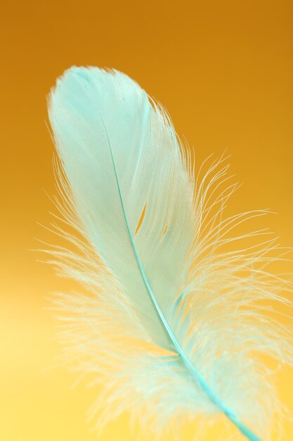 Fluffy light turquoise feather on yellow background closeup