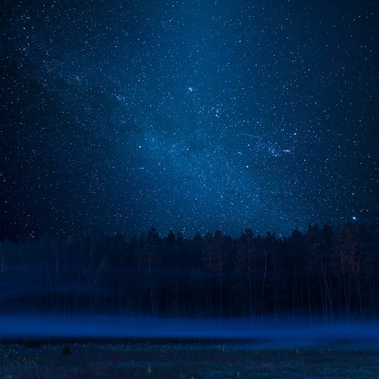 Foto fog in mystic forest