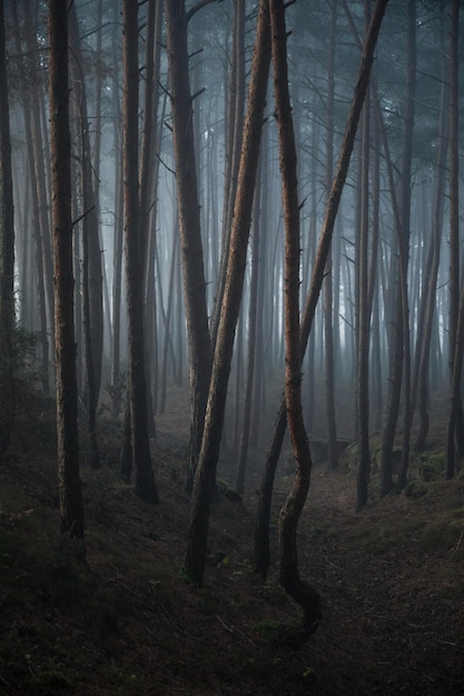 Fog in the wilderness forest autumn misty landscape