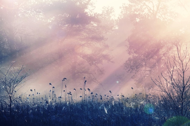 Fog on the meadow