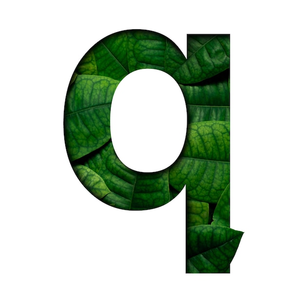 Font leafs q made of Real alive leafs with Precious paper cut shape.
