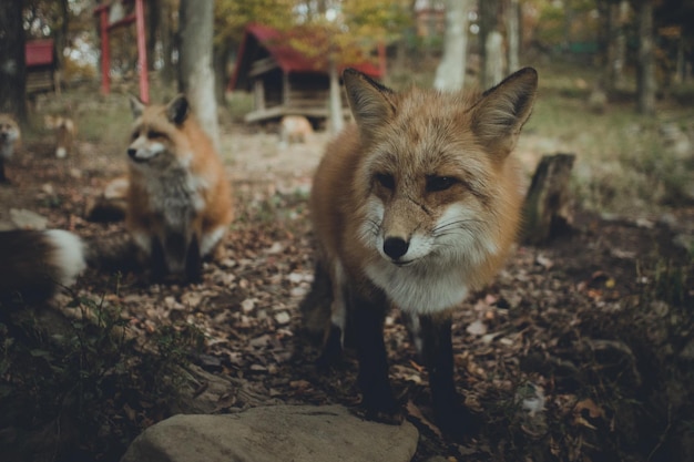 Fox in the forest