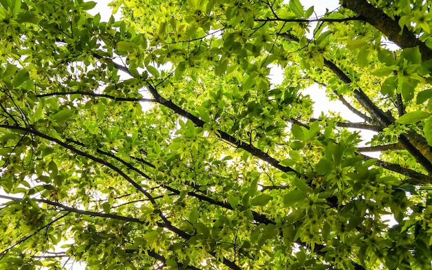 Full frame shot of tree growing outdoors