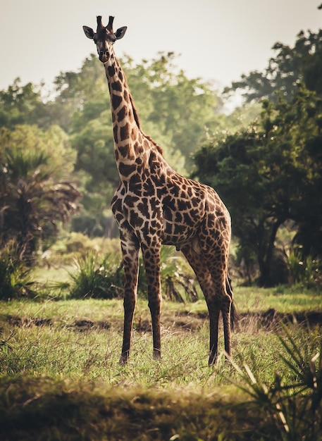 Giraffe on landscape against trees