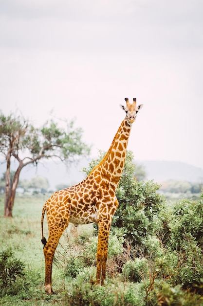 Giraffe standing on field against clear sky