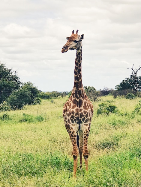 giraffe standing on land against sky