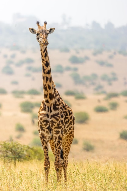giraffe standing outdoors