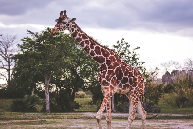 Giraffe walking in forest