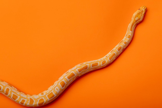 Gold Python, Reticulated python (Python reticulatus).