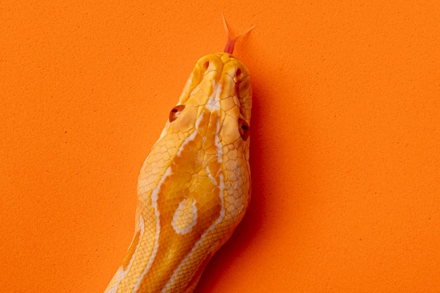 Gold Python, Reticulated python (Python reticulatus).