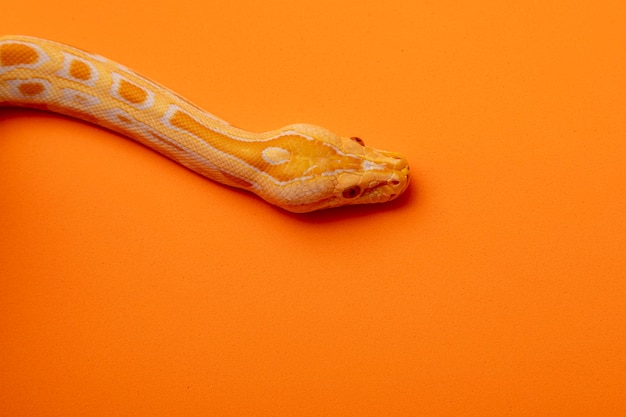 Gold Python, Reticulated python (Python reticulatus).