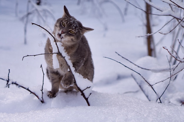 gray cat on white snow background