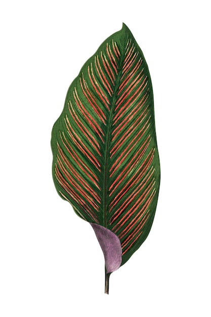 green leaf png sticker botanical illustration transparent background