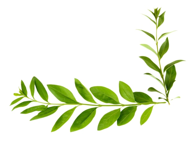 Green leaves isolated on white