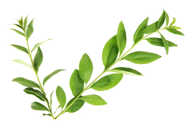 Green leaves isolated on white