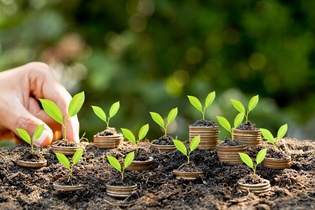 hand putting coin on coin stack growing graph with green bokeh background,investment concept.tree growing on coin,business finance and save money concept