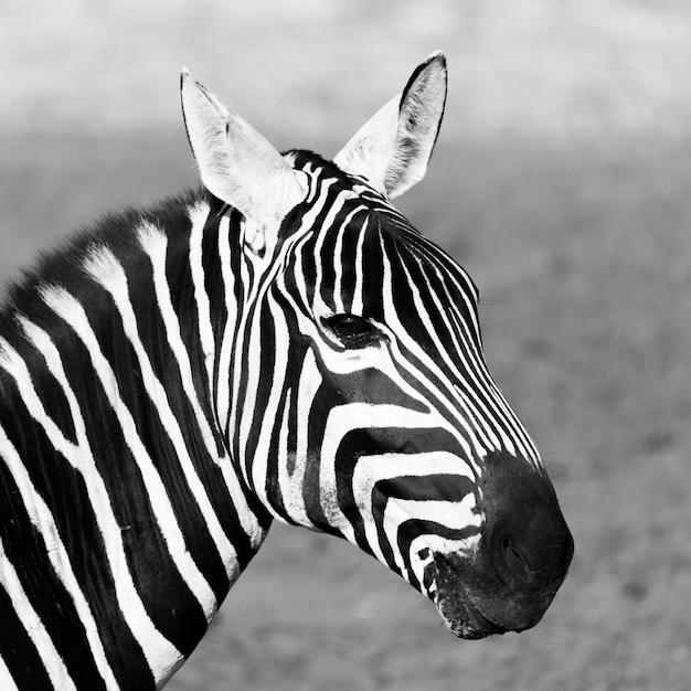 Headshot of zebra