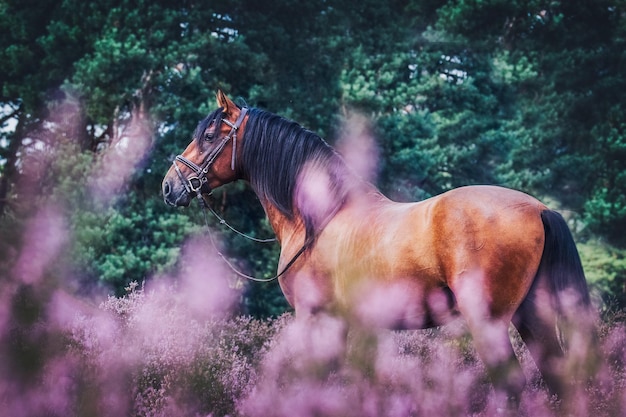 Hest på et jorde