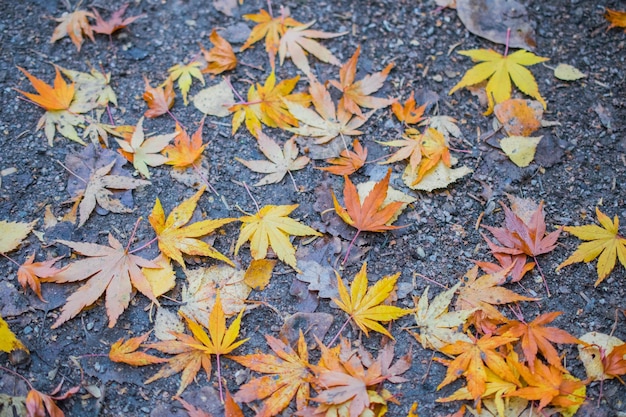 High angle view of autumn leaves