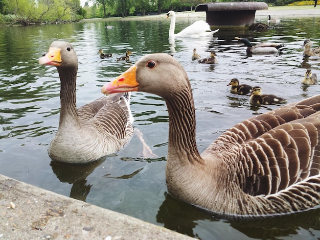 High angle view of birds swimming on lake