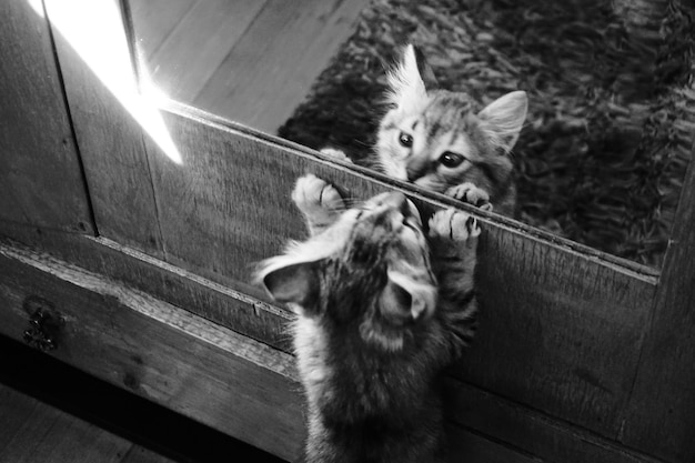 High angle view of cat