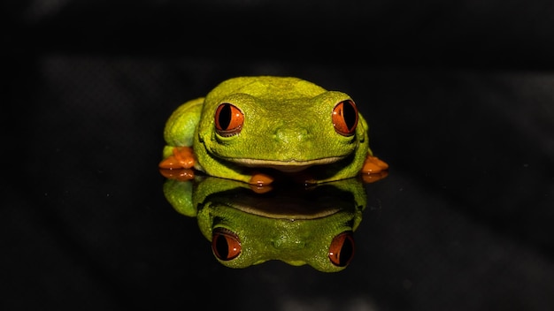 High angle view of frog over water