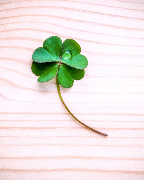 High angle view of leaf on wooden table