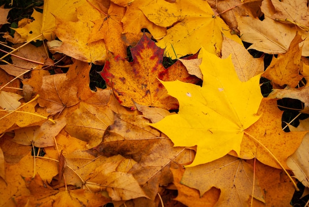 High angle view of maple leaves
