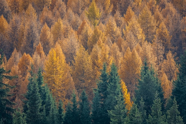 High angle view of trees in forest during autumn