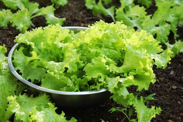 High angle view of vegetables in bowl