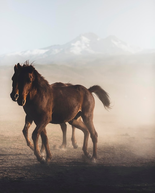 Horses running on landscape against sky