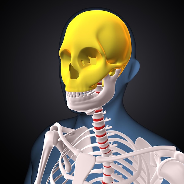 human skeleton knee joint bone anatomy 3d illustration