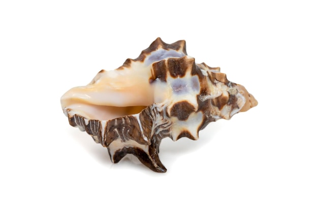 Image of reishia bitubercularis sea shells common names bituberculate rock shell bituberculate rock snail chestnut rock shell isolated on white background Sea snail Undersea Animals Sea Shells