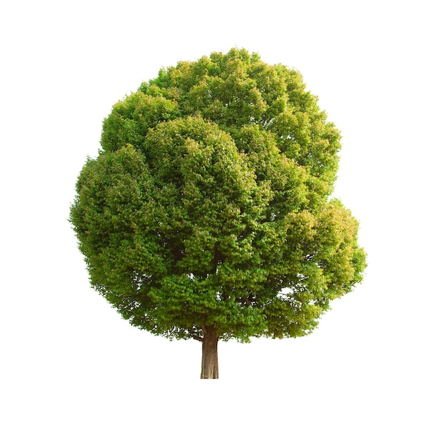 isolated tree is located on a white background Tropical tree