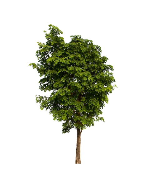 isolated tree is located on a white background Tropical tree
