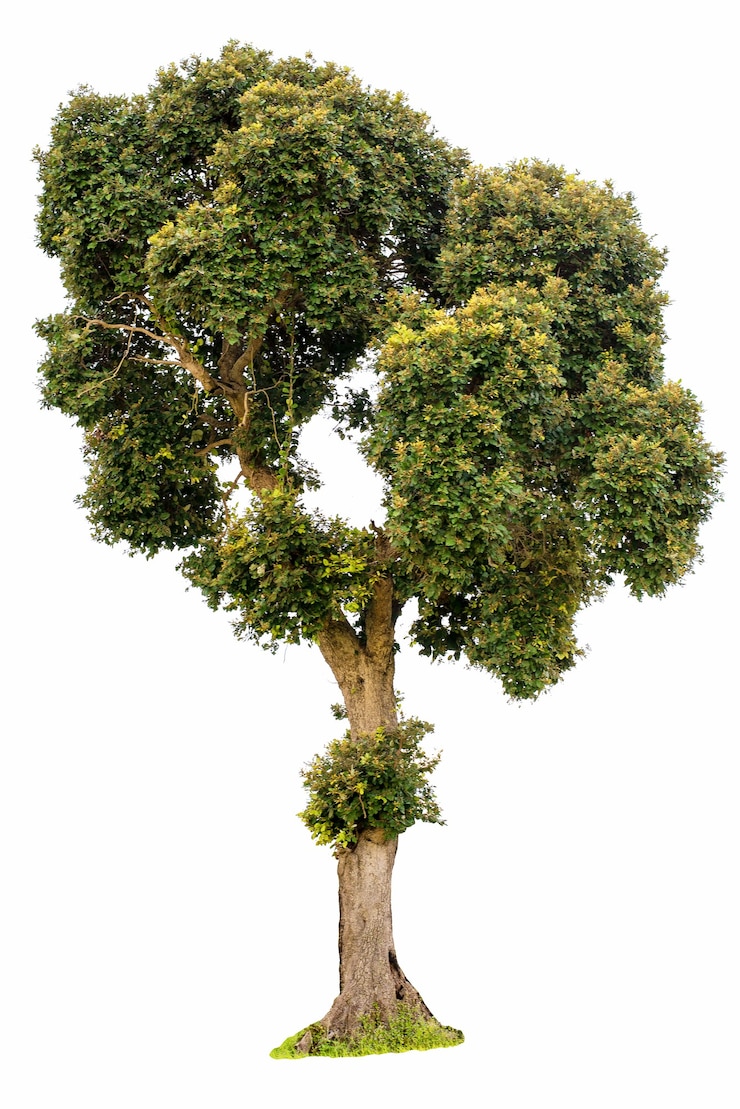 Foto isolated tree on white background the collection of green trees