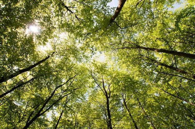 Lav vinkel av trær i skog mot himmelen