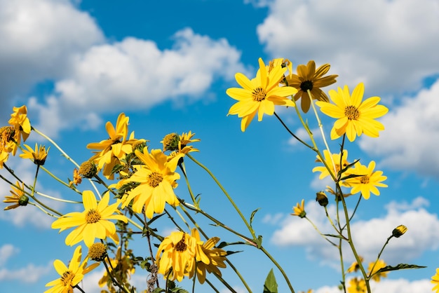 Lav vinkelvisning av gule blomster